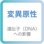 変異原性:遺伝子（DNA）への影響